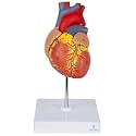 ✮ Heart Model (Life-Size) - Extremely Premium And Precise ✮ 96% Anatomical Accuracy ✮ Numbered To Show Detailed Anatomical Features ✮ Showing 48 Anatomical Structures ✮With Detailed Study Guide