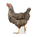 Hen - Life Size Cardboard Cutout Standup People with Support Standee | Animals -2