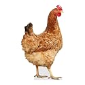 Hen - Life Size Cardboard Cutout Standup People with Support Standee | Animals -1