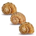 Hermit CrabShells | Shells for Hermit Crabs | 3 Rapana Shells 2"-3" | Opening Size Approx. 1.75"-2" | HermitCrab House for Décor | Plus Free Nautical eBook by Joseph Rains