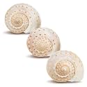 Hermit CrabShells | Shells for Hermit Crabs | 3 Spotted Tonna Shells 2"-2.5" | Opening Size Approx. 1.75"-2" | HermitCrab House for Décor | Plus Free Nautical eBook by Joseph Rains