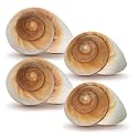 Hermit CrabShells | Shells for Hermit Crabs | 4 Muffin Snail Shells 2.5"- 3" | Opening Size Approx. 1.25" | HermitCrab House for Décor | Plus Free Nautical eBook by Joseph Rains