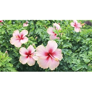 Hibiscus Rosa-Sinensis Live Plant with Pot