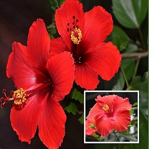 Hibiscus Rosa-Sinensis Live Plant Red Blooming