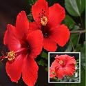 Hibiscus Rosa-Sinensis Live Plant Red Blooming