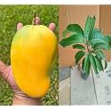 High Angie Mango Plant - Juicy And