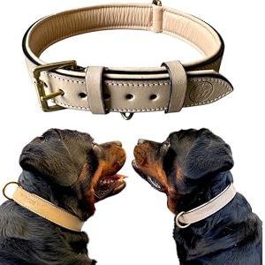 High Graded Premium Leather Dog Collar- Dog