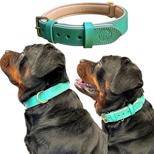 High Graded Premium Leather Dog Collar- Dog