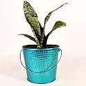 HINS Aqua Green Metal Bucket Round Shape Flower &amp; Plant Pot Metal Pots For Indoor Plants I Elevated Garden Planter I Raised Planter I Desk Plant I Raised Planter Box I Ascent Homes Metal Planter I Raised Planter Box With 