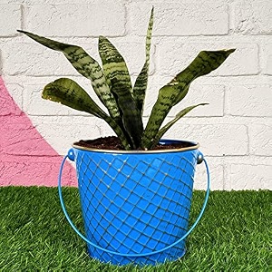 hins blue metal bucket round shape flower plant pot metal pots for indoor plants i elevated garden planter i raised planter i desk plant i raised planter box i ascent homes metal planter i raised planter box with legs i brass pots for indoor plants i golden planter i mid century plant stand i brass planters for indoor plants i indoor plant stand for living room i metal planters pot for indoor plants designer pots for indoor plants