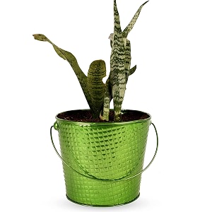 hins green metal bucket round shape flower plant pot hanging basket metal pots for indoor plants i elevated garden planter i raised planter i desk plant i raised planter box i ascent homes metal