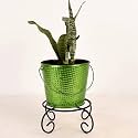 HINS Green Metal Bucket Shape Flower Plant Pot Black With Stand) Hand Plant Bucket For Garden And House Decoration Flower Bucket For Indoor Decor &amp; Table Decor For Office Decoration For Living Room Decor Pot For Gardening