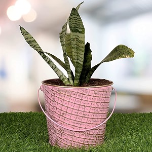 hins pink metal bucket round shape flower plant pot with stand black large metal pots for indoor plants i elevated garden planter i raised planter i desk plant i raised planter box i ascent homes metal planter i raised planter box with legs i brass pots for indoor plants i golden planter i mid century plant stand i brass planters for indoor plants i indoor plant stand for living room i metal planters pot for indoor plants designer pots for indoor plants