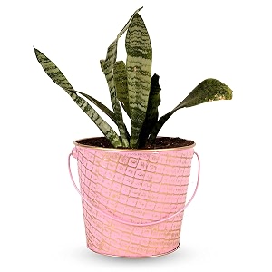hins pink metal bucketround shape flower amp plant pot hangunf basket metal pots for indoor plants i elevated garden planter i raised planter i desk plant i raised planter box i ascent homes metal planter i raised planter box with legs i brass pots for indoor plants i golden planter i mid century plant stand i brass planters for indoor plants i indoor plant stand for living room i metal planters pot for indoor plants designer pots for indoor plants
