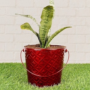 hins red metal bucket shape flower plant pot hand plant bucket for garden and house decoration flower bucket for indoor decor amp table decor for office decoration for living room decor pot for gardening flower plant pot for indoor decor pot for gardening flower plant pot for indoor decor pot i metal designer bucket with stand
