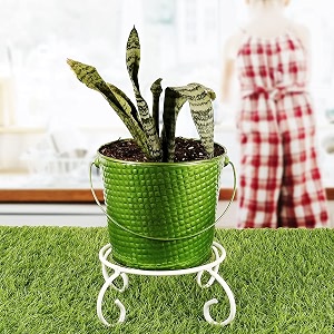 hins yellow metal bucket round shape flower amp plant pot with stand metal pots for indoor plants i elevated garden planter i raised planter i desk plant i raised planter box i ascent homes metal planter i raised planter box with legs i brass pots for indoor plants i golden planter i mid century plant stand i brass planters for indoor plants i indoor plant stand for living room i metal planters pot for indoor plants designer pots for indoor plants