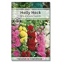 Navika Seeds ; Grow with Us Holly Hock Flower Seeds For Home Gardening. Perfect For Home & Terrace Gardening Winter And Summer Blooms In India - Includes Free E-Book
