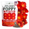 HOME GROWN Red Chief Poppy 22,000 Flower Seeds Eschscholzia californica