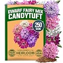 HOME GROWN Candytuft Seeds, Dwarf Fairy Mix, 250 Seeds, Iberis umbellata