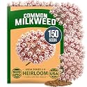 HOME GROWN Common Milkweed 150 Flower Seeds Asclepias syriaca