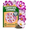 HOME GROWN Cosmos Candystripe 600 Flower Seeds Cosmos bipinnatus