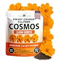 HOME GROWN Dwarf Orange Sulphur Cosmos Seeds, 2,000, Cosmos sulphureus