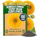 HOME GROWN Dwarf Sunflower Seeds, Teddy Bear, 100 Seeds, Helianthus annuus