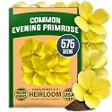 HOME GROWN Evening Primrose Seeds, 575 Seeds, Oenothera lamarckiana