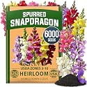 HOME GROWN Fairy & Northern Lights 6000 Snapdragon Seeds Linaria maroccana