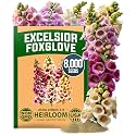 HOME GROWN Foxglove Excelsior Mix 8000 Flower Seeds Digitalis purpurea