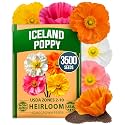 HOME GROWN Iceland Poppy 3500 Flower Seeds Papaver nudicaule