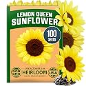 HOME GROWN Lemon Queen Sunflower Seeds, 100 Seeds, Helianthus annuus