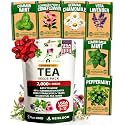 HOME GROWN 6 Medicinal Herb Variety Vault 2000+ Seeds Garden Kit