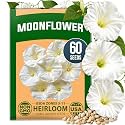 HOME GROWN Moonflower Seeds, 60 Seeds, Ipomoea alba