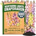 HOME GROWN Northern Lights Snapdragon 6000 Flower Seeds Antirrhinum majus
