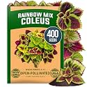 HOME GROWN Rainbow Mix Coleus 400 Flower Seeds Plectranthus scutellarioides