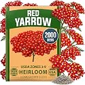 HOME GROWN Red Yarrow Seeds, 2,000 Seeds, Achillea millefolium