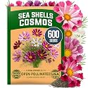 HOME GROWN Sea Shells Cosmos Seeds, 600 Seeds, Cosmos bipinnatus