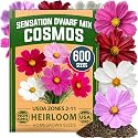 HOME GROWN Sensation Dwarf Mix 600 Cosmos Flower Seeds Cosmos bipinnatus