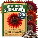 HOME GROWN Sunflower Seeds, Velvet Queen, 200 Seeds, Helianthus annuus