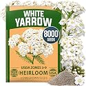 HOME GROWN White Yarrow Seeds, 8,000 Seeds, Achillea millefolium