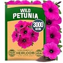 HOME GROWN Wild Petunia 3000 Flower Seeds Petunia violacea
