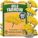 HOME GROWN Yarrow Seeds, Gold, 800 Seeds, Achillea filipendulina