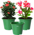 HOMESTIC by Kuber Industries Plant Container Set