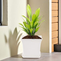 HOMESTIC by Kuber Industries Premium Flower Pots for Garden with Bottom Plates | White Plant Container Set