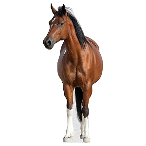 Horse - Life Size Cardboard Cutout Standup
