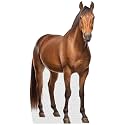 Horse - Life Size Cardboard Cutout Standup People with Support Standee | Animals -1