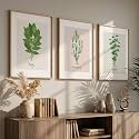 HOTHOUSE Botanical Wall Art Painting | Premium Art Framed Wall Paintings For Home Décor | Poster With Frame Wall Decoration Painting Frames For Home Office Living Room | Set of 3 (25X37 inch)