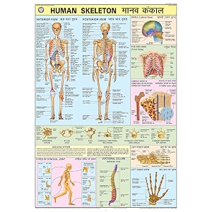 teachingnest  human skeleton chart 70x100 cm  english amp hindi combined  human physiology chart  laminated  wall sticking