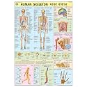 TeachingNest | Human Skeleton Chart 70x100 cm | English & Hindi Combined | Human Physiology Chart | Laminated | Wall Sticking